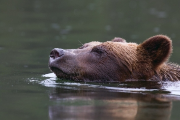Swimming Grizzly