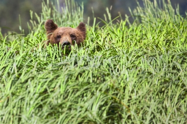 Bear in the Grass